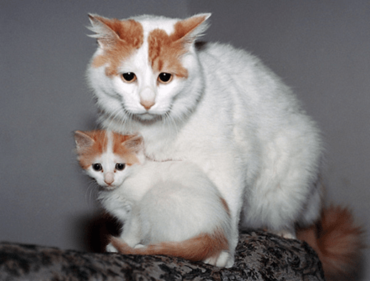 Кошка и котенок породы Турецкий ван